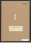 Diatomeae indet. Zeichnungen Sammlung Grunow Nr. 2840 (NHMW-BOT-W0370154)
